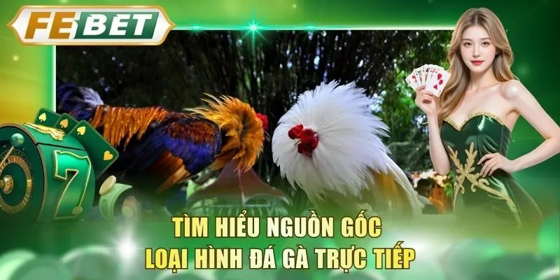 tim-hieu-nguon-goc-loai-hinh-da-ga-truc-tiep
